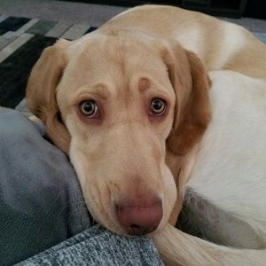 Meet your Posher, Abbie